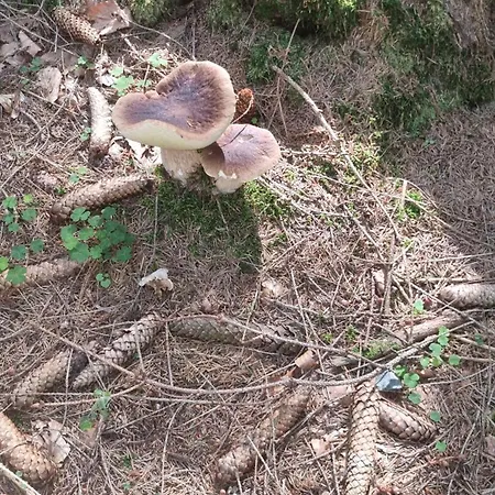 Czarny Kot Z Jacuzzi I Sauna * Janowice Wielkie