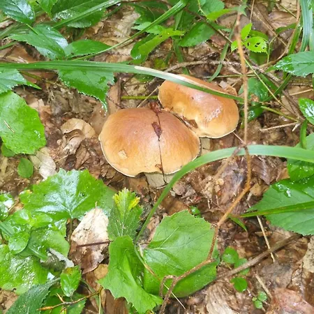 Czarny Kot Z Jacuzzi I Sauna *