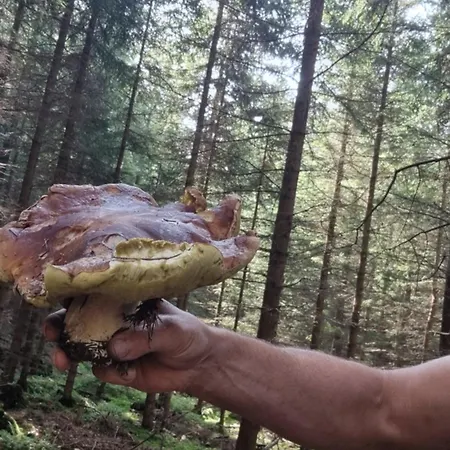 Czarny Kot Z Jacuzzi I Sauna Alpstuga Janowice Wielkie