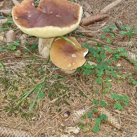 Horská chata Czarny Kot Z Jacuzzi I Sauna Janowice Wielkie