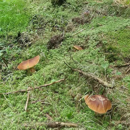 Czarny Kot Z Jacuzzi I Sauna * Janowice Wielkie