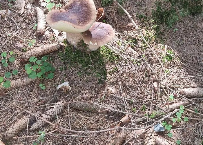 Czarny Kot Z Jacuzzi I Sauna * Janowice Wielkie