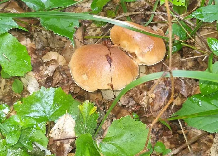 Czarny Kot Z Jacuzzi I Sauna *