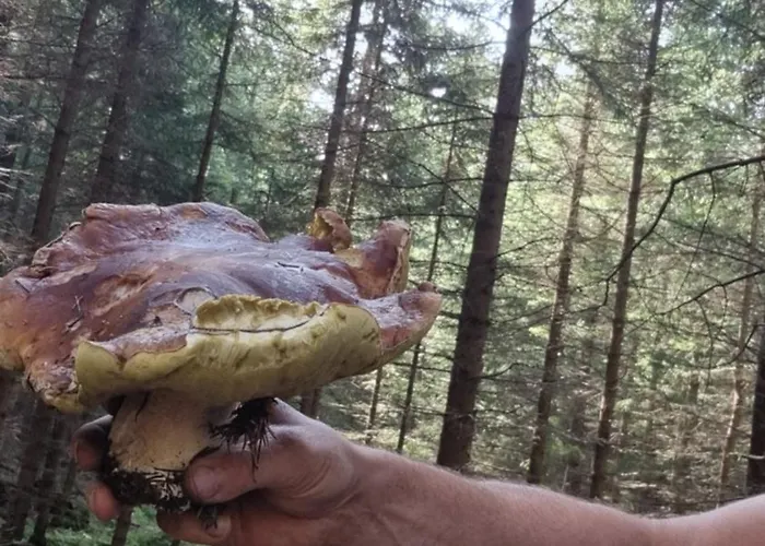 Czarny Kot Z Jacuzzi I Sauna Chalé Janowice Wielkie