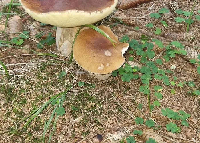 Chalé Czarny Kot Z Jacuzzi I Sauna Janowice Wielkie