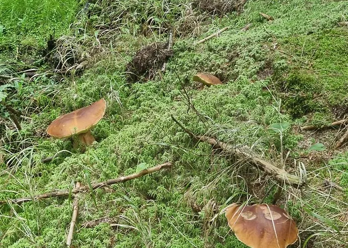 Czarny Kot Z Jacuzzi I Sauna * Janowice Wielkie